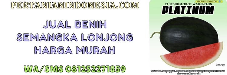 jual,benih,semangka lonjong,murah,pertanian indonesia